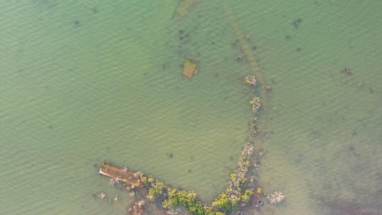 Az su isteyen ayçiçeğine yöneliş