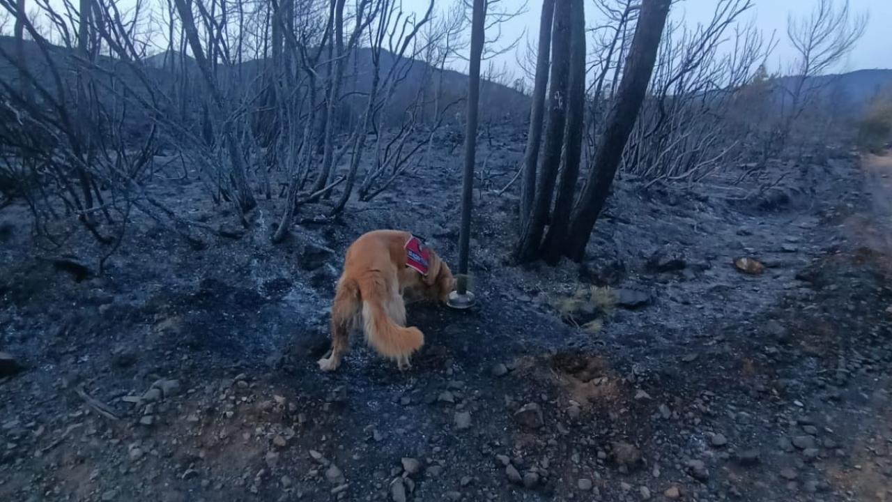 Türkiye`nin tek yangın tespit köpeği `Kadro`
