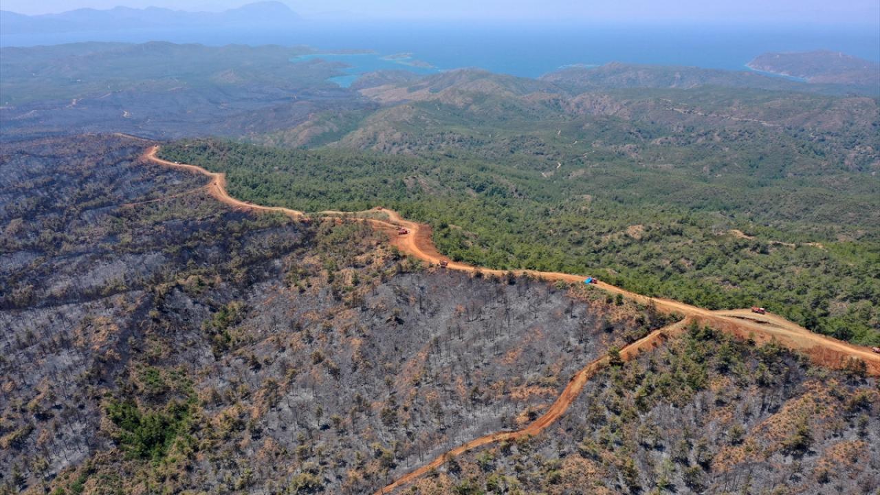 "Orman dediğimiz bir ağaçlar topluluğu değil"