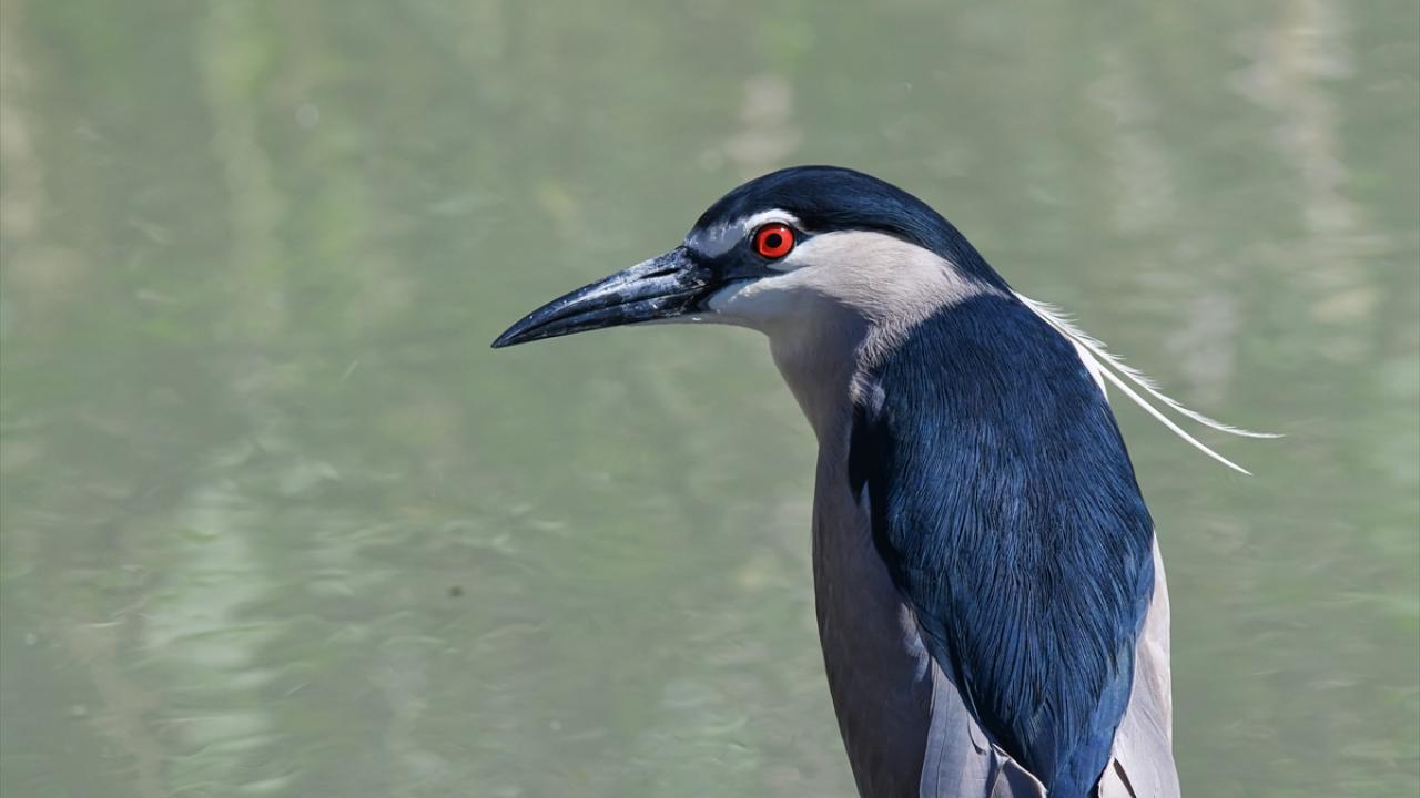 Gece Balıkçılı kuşu