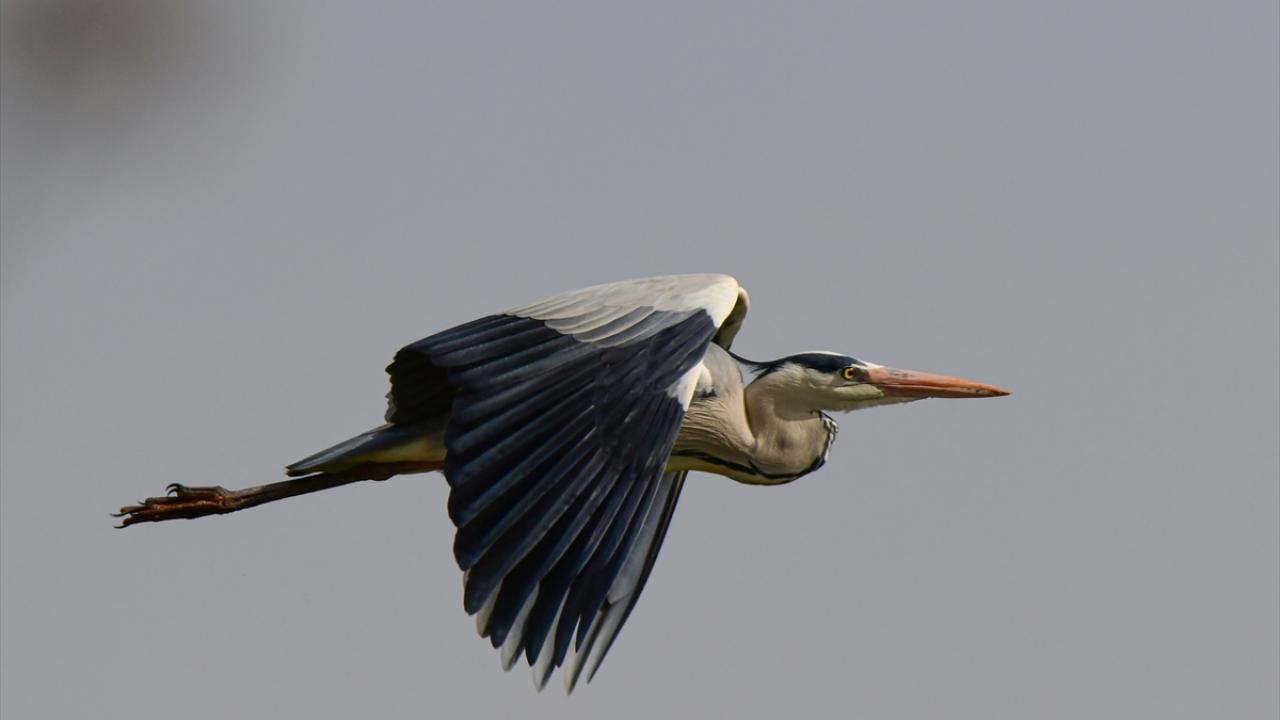 Gri Balıkçıl kuşu