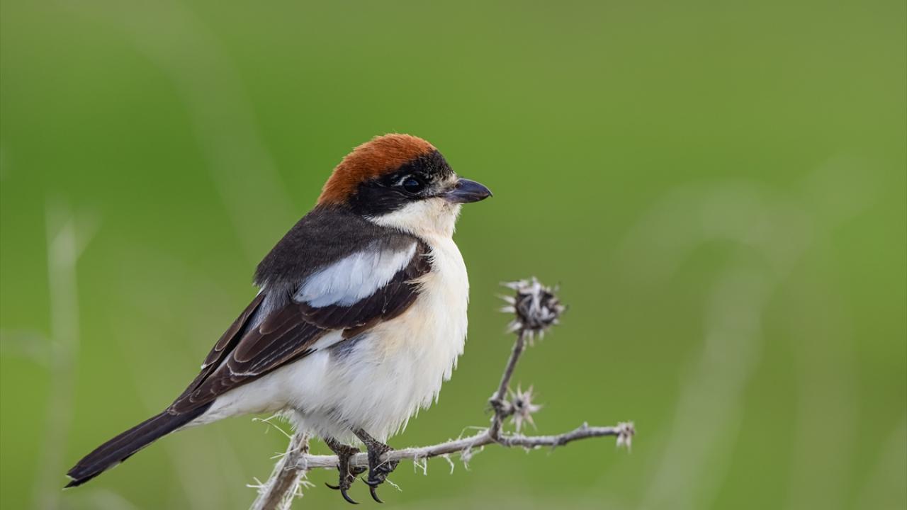 Kızıl başlı örümcek kuşu