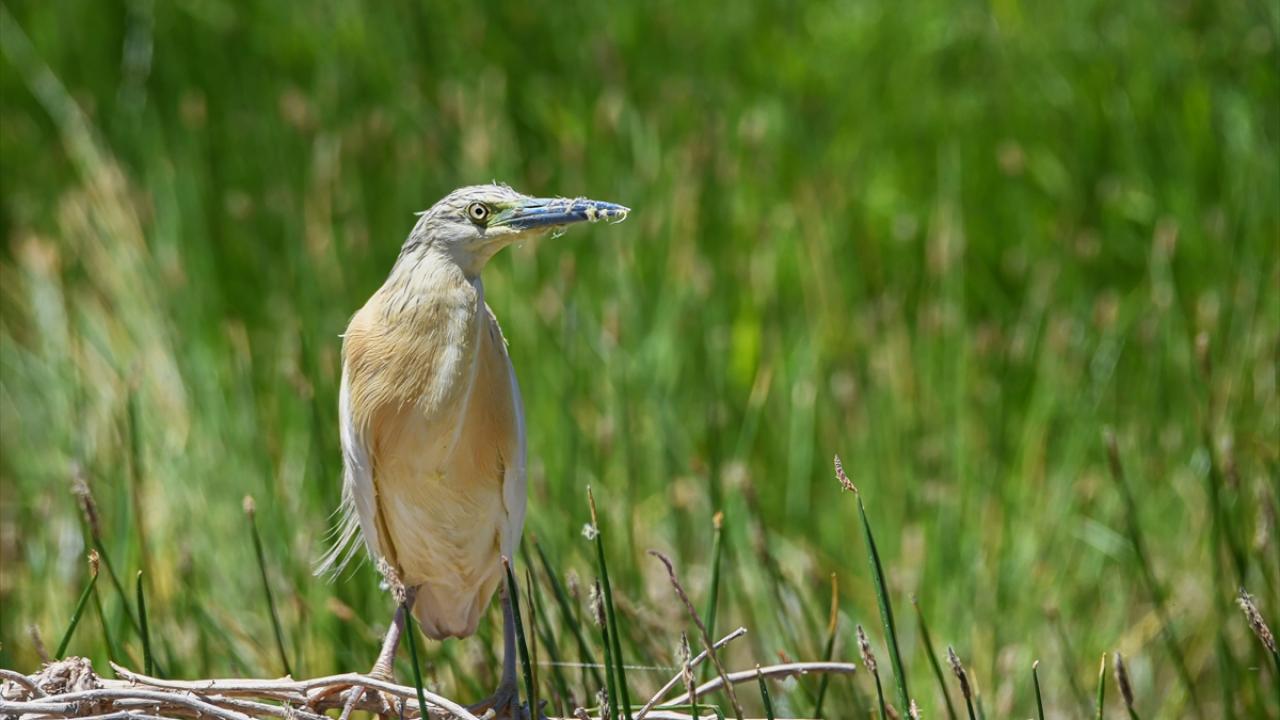 Sığır Balıkçılı kuşu