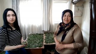Bolu'da kadın girişimciler evin bodrum katında ipek böceği yetiştiriyor