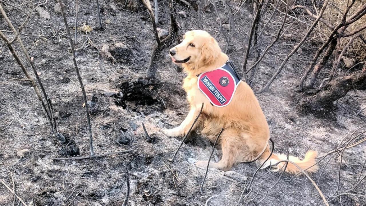 İşte yangının başladığı nokta: Kadro'dan 'buldum' pozu