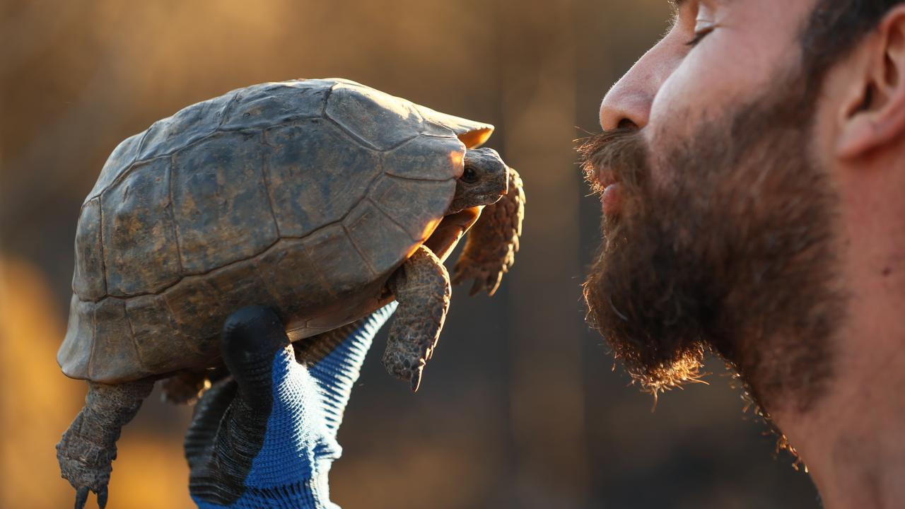 Toprağın altına gizlenen hayvanlar kurtarılıyor