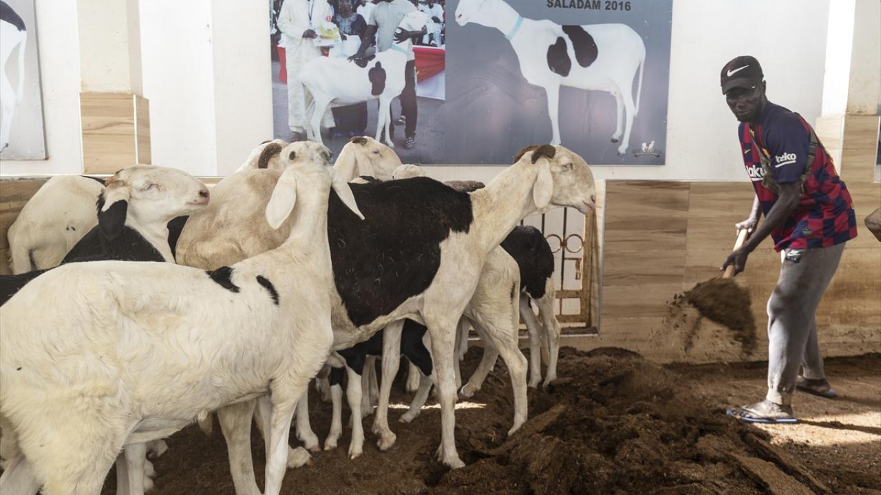 "AMAR`I 30 BİN DOLARA DAHİ SATMAM"