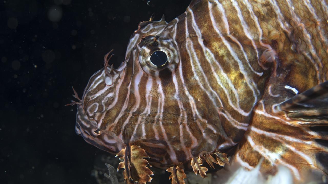 "Sadece aslan balığını çekmek için yurt dışından gelen misafirlerimiz var"