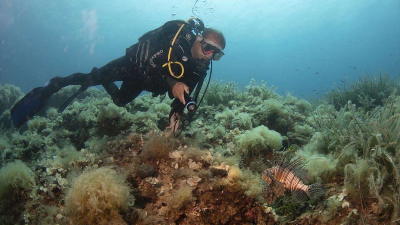 "Su altında dalgıç yaklaşmadıktan sonra agresif bir tutum sergileme ihtimali yok"