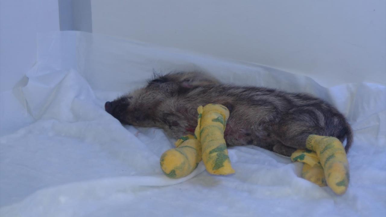 "Tahliye edilen hayvanlar sahiplerine teslim ediliyor"