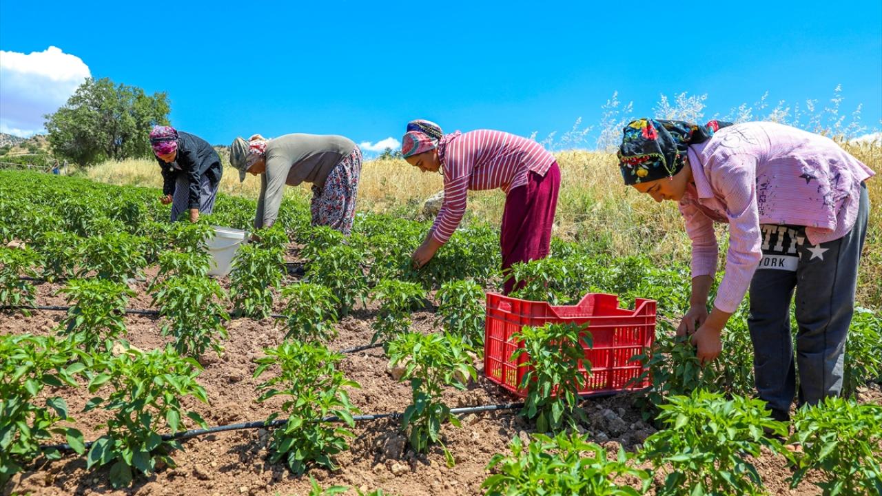 "Talebi karşılamak için çiftçilerimizi yönlendirmeye çalışıyoruz"