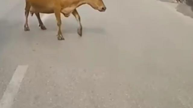 Ana yola inen inekler araç sürücülerine zor anlar yaşattı