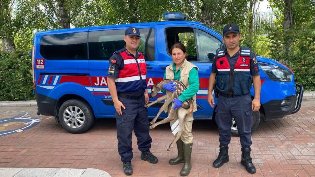 Eskişehirde jandarma ekiplerince bulunan karaca yavrusu koruma altına alındı