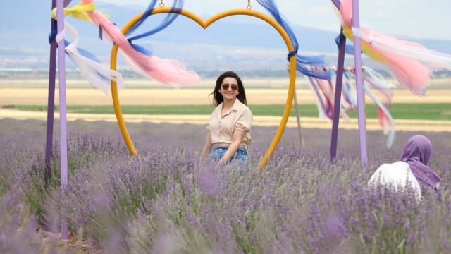 160 dönüme ekilen lavantalar çiçek açtı
