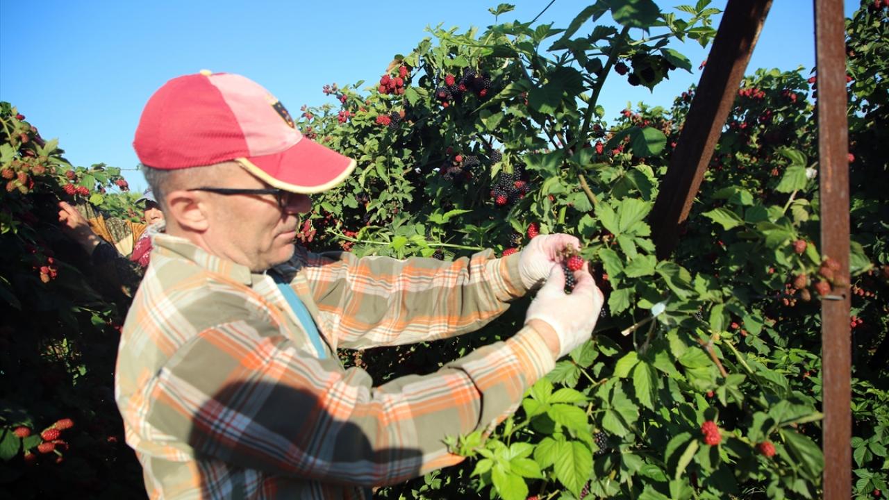 "Türkiye`de böğürtlen üretiminde ikinciyiz"