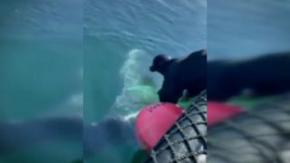 Norveç'te ipe dolanan balinayı kurtarma operasyonu