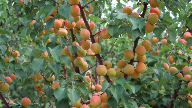 Denizlide nara alternatif dikilen kayısıdan sezonda 4 bin ton rekolte bekleniyor