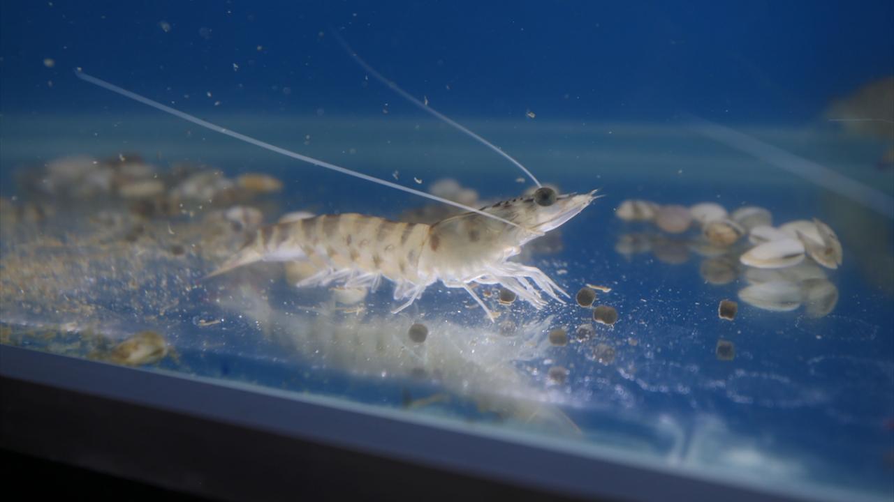 "Yetiştiricilik anlamında potansiyel bir verim alabiliriz"