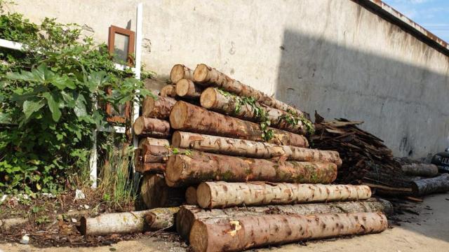 Giresunda tomruk çalan kişiler tutuklandı