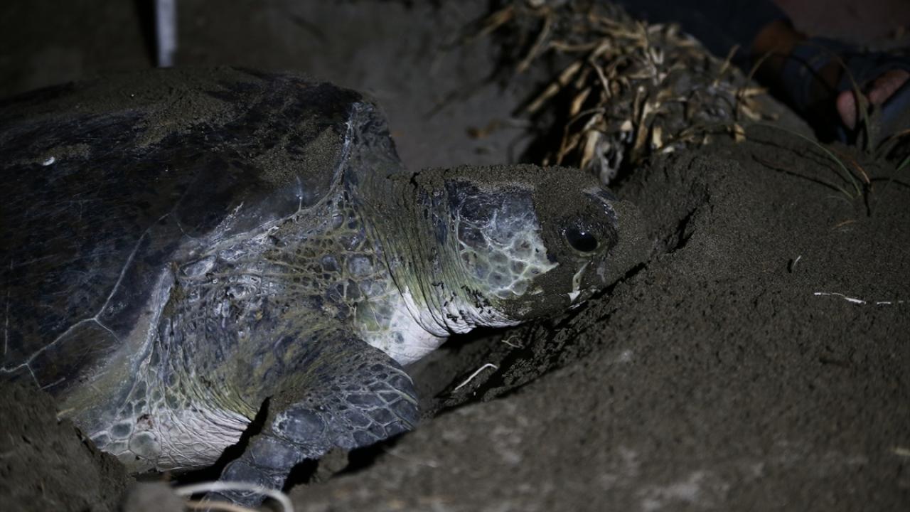  "Geçen yıl 434 yuvamız vardı"