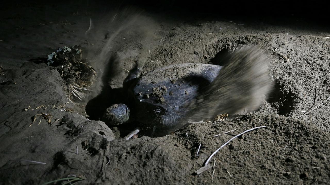 Mersin Davultepe sahilinde 72 yuva tespit edildi