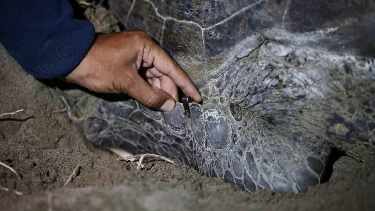 "Kaplumbağaların envanterini belirlemek için marka takıyoruz"