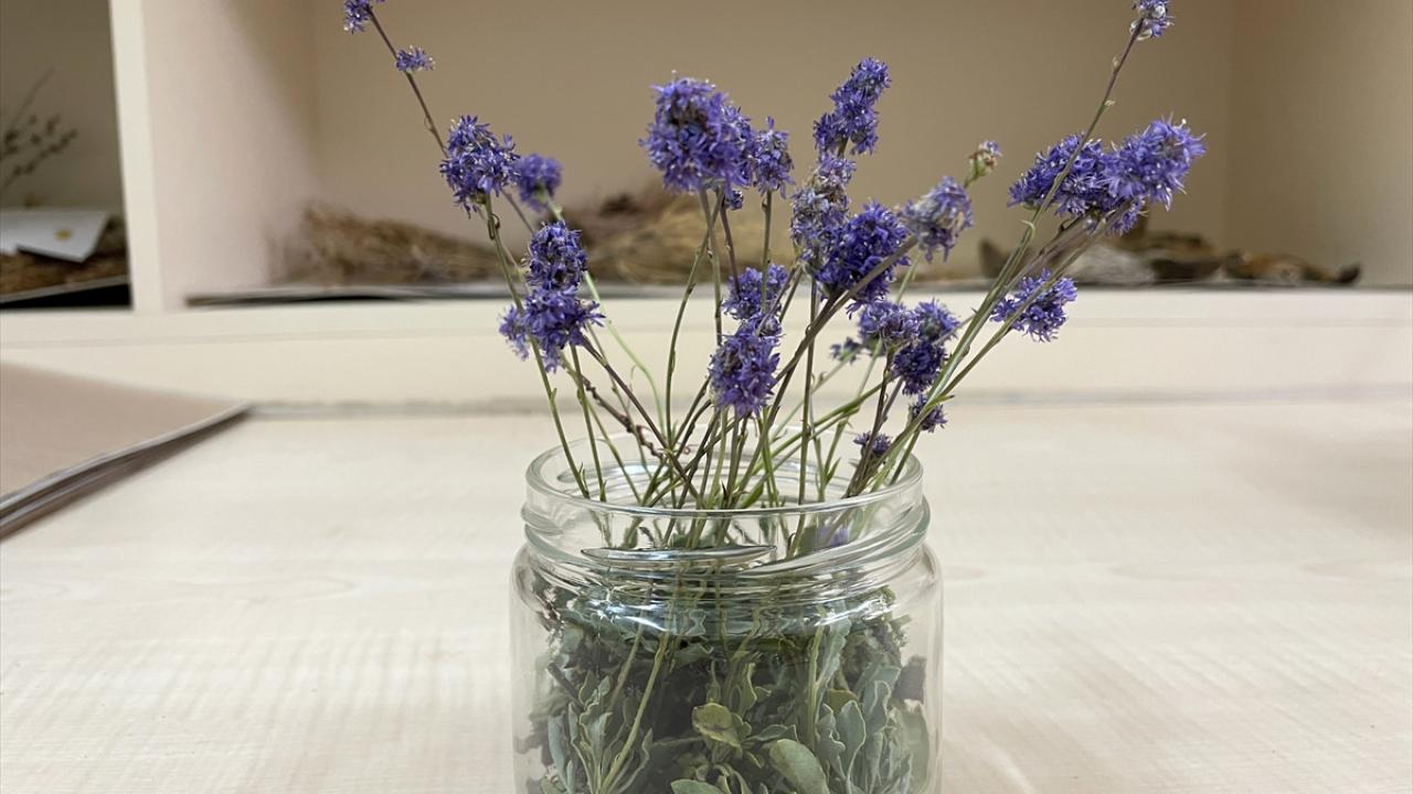 Bölgede başka yeni türler de keşfedildi