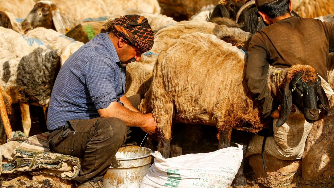 "Yağmur yağdığı için otlaklar bol, hayvanlarımız doyuyor"
