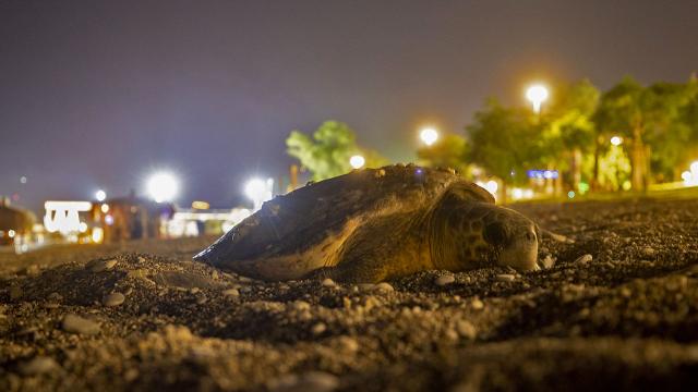 Kıyıya çıkan caretta caretta için sahil boşaltıldı