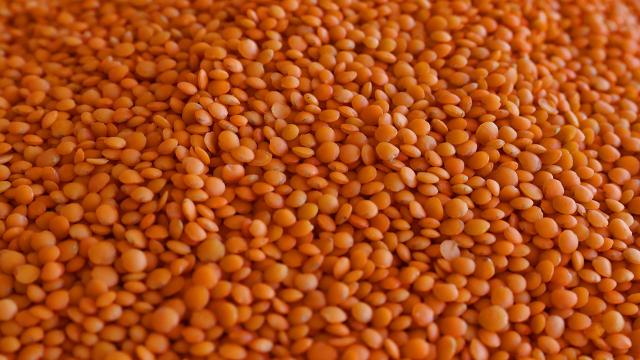 Kabuklu kırmızı mercimek alım fiyatı ton başına 14 bin lira oldu