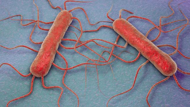 ABDde listeria bakterisi paniği
