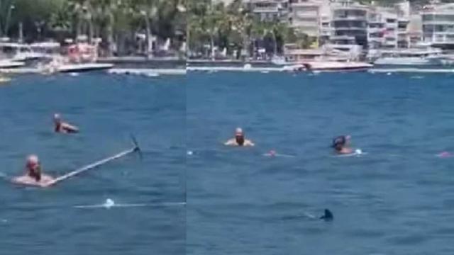 Köpek balığı sandılar, Akdeniz Zarganası çıktı