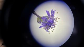 Literatüre giren endemik bitkiye Nevşehir'in adı verildi