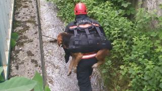 Dereye düşen yaralı köpeği sırtında taşıdı