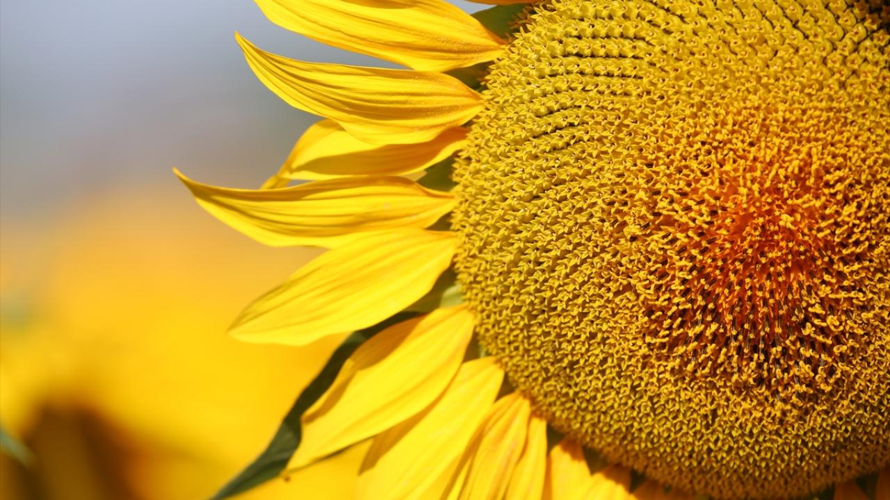 "275 bin ton ayçiçeği hedefliyoruz"