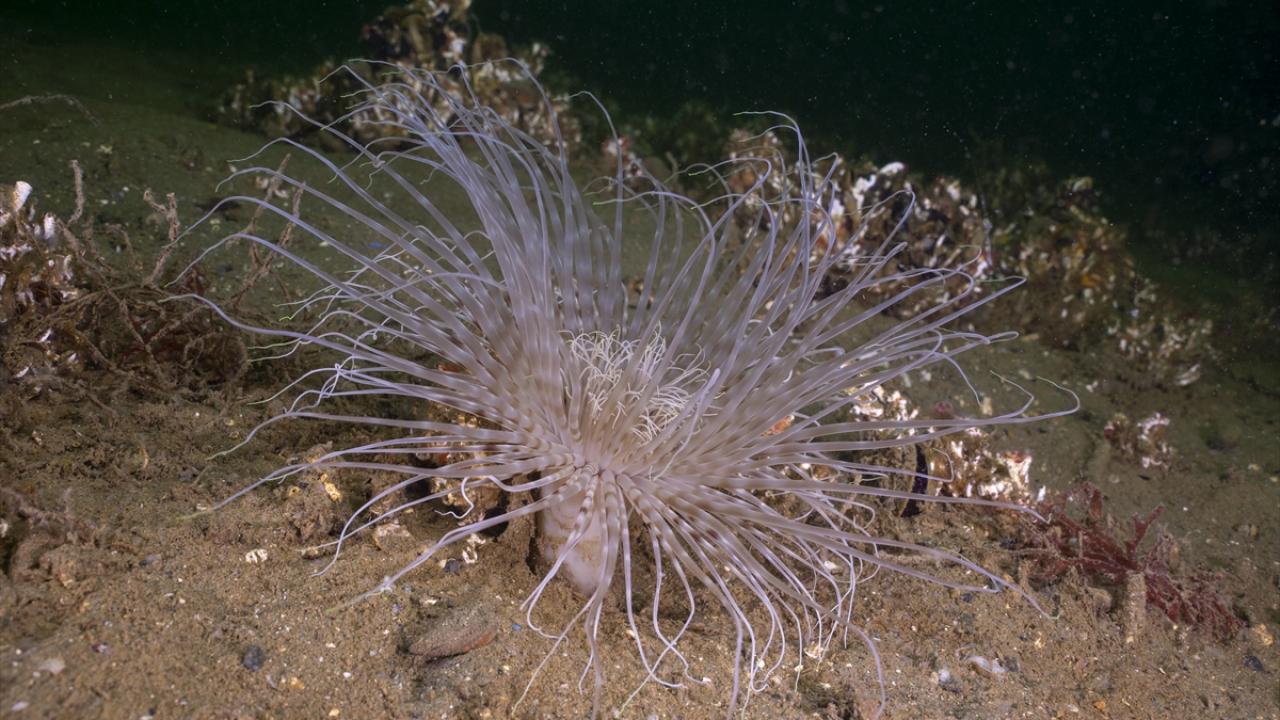 Havai Fişek Anemonu