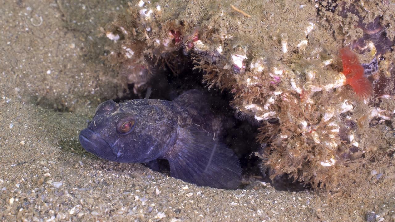 Kömürcü Kaya Balığı 