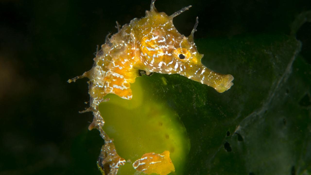 Uzun Burunlu Denizatı 