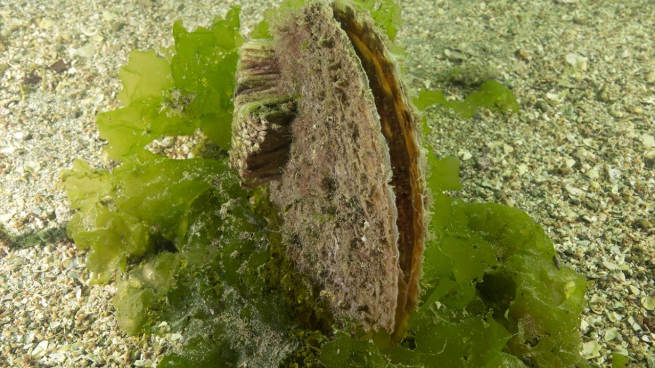 "Pinalar deniz tabanında abide gibi duruyor"