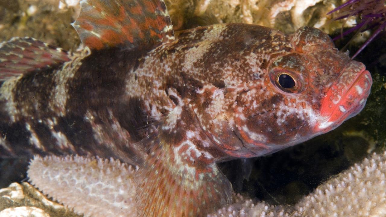 Kırmızı Dudaklı Kayabalığı