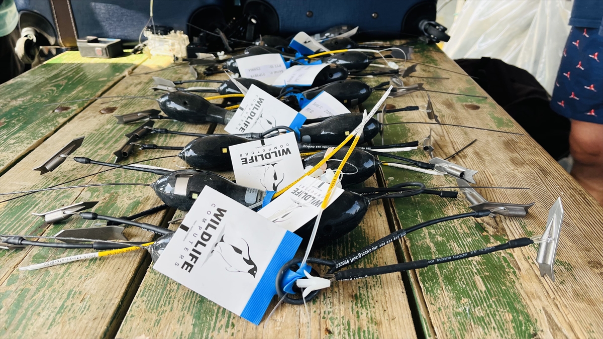  "Orkinos balıkçılığı ülkemizde çok fazla getirisi olan bir sektör"