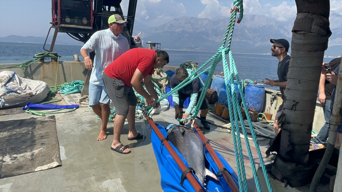 "Balık yüzeye çıktığı zaman verilerin bir kısmını uyduya gönderiyor"