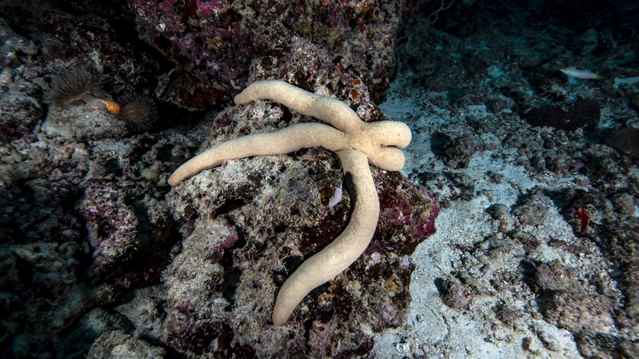 "Bilinçsiz plastik kullanımı su altındaki ekosisteme zarar veriyor"