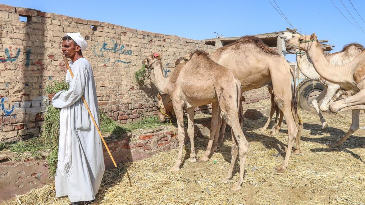 “Pazarda her müşterinin bütçesine uygun kurbanlık develer bulunuyor”