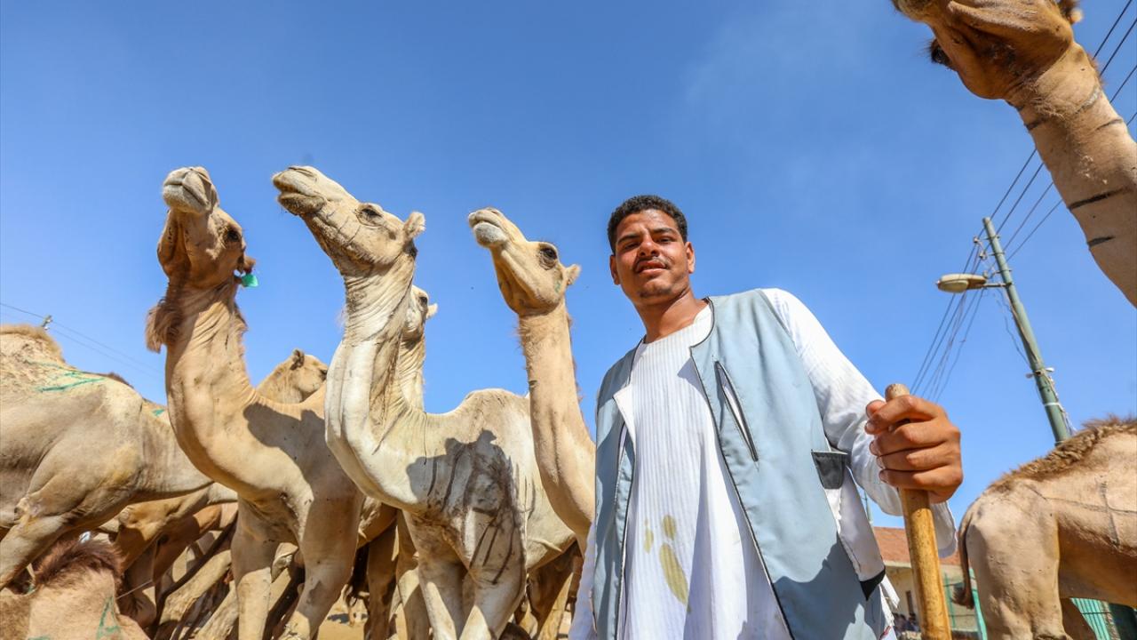 “Kurbanlık için genellikle Sudan devesi tercih ediliyor”