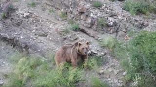 Yemek yemeye gelen ayıyı dronla kovaladı