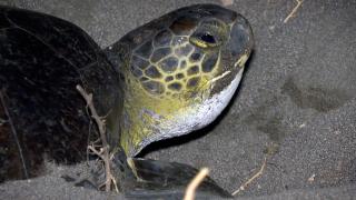 Deniz kaplumbağaları Mersin'e yumurta bırakmaya başladı