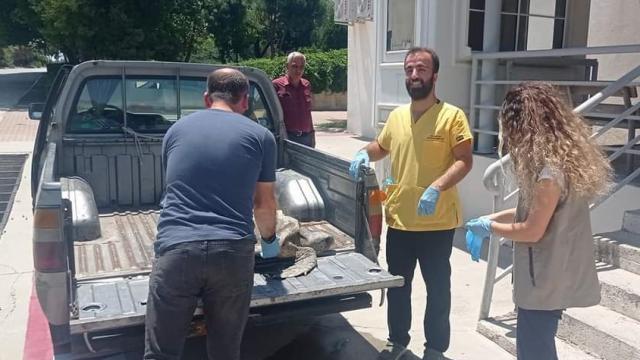 Hatayda yaralı caretta caretta tedaviye alındı