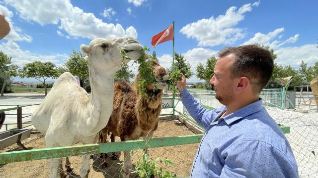 Konyalı besici çiftliğinde hobi amaçlı deve besliyor