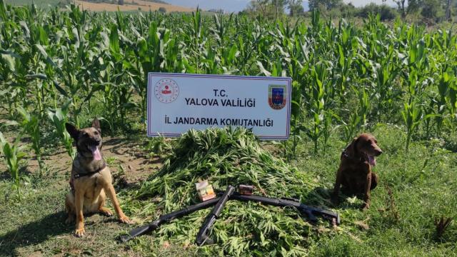Yalovada mısır tarlalarında ekili 1128 kök kenevir ele geçirildi